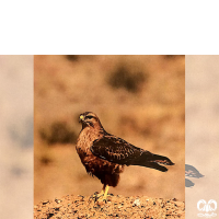 گونه سارگپه استپی Common Buzzard